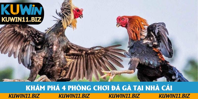 Khám phá 4 phòng chơi đá gà tại nhà cái