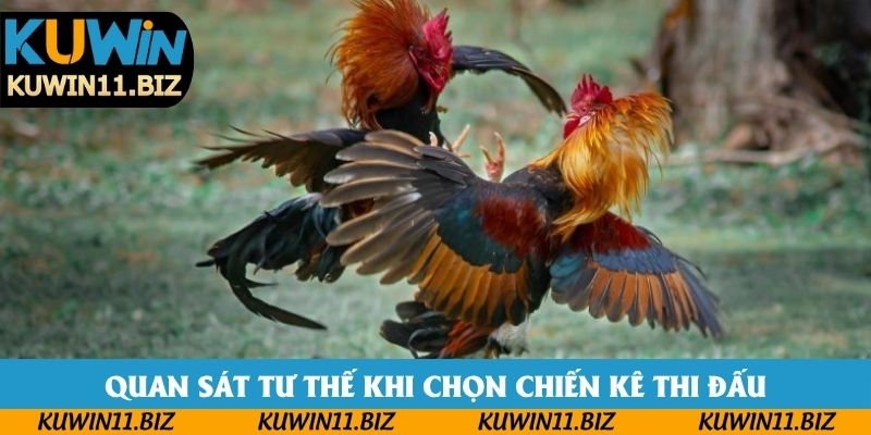 Quan sát tư thế khi chọn chiến kê thi đấu